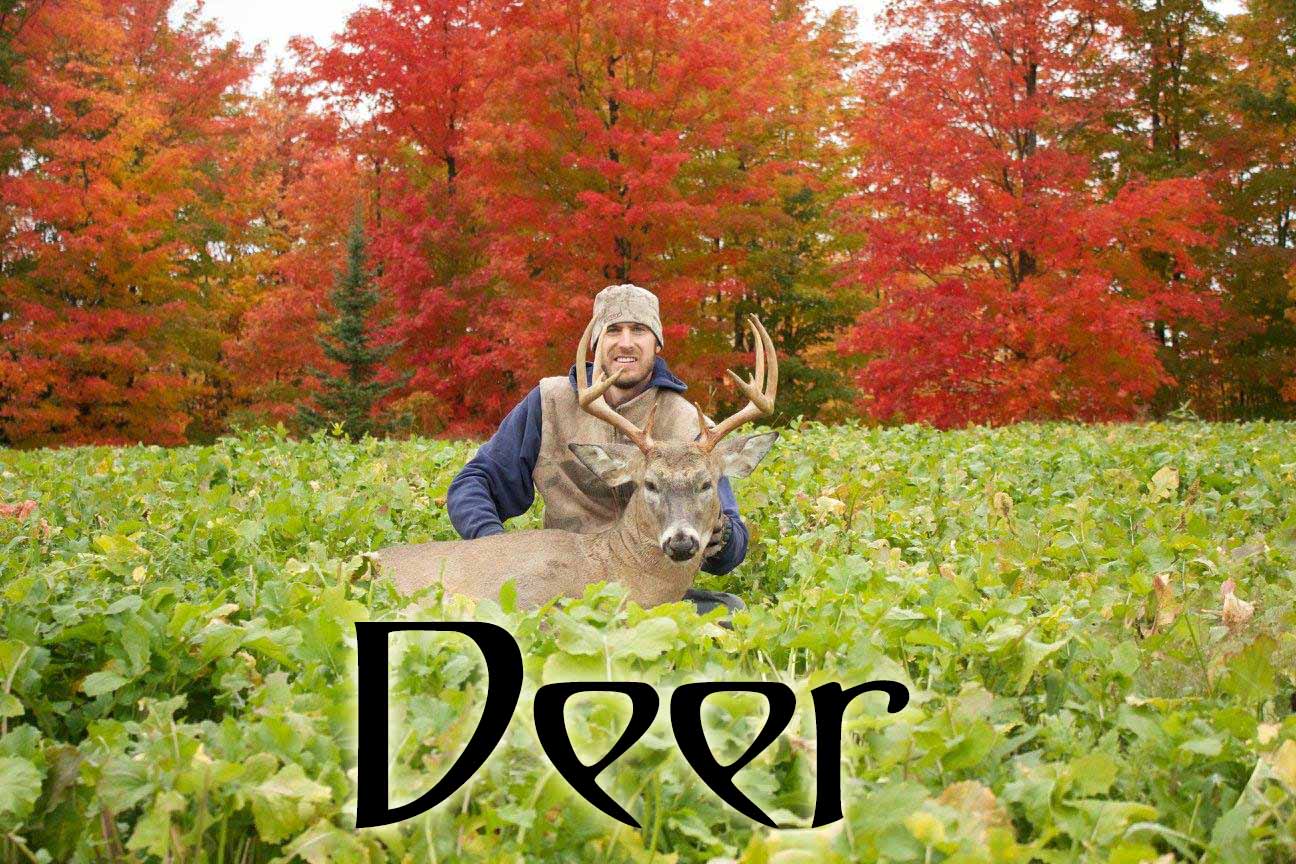 Deer