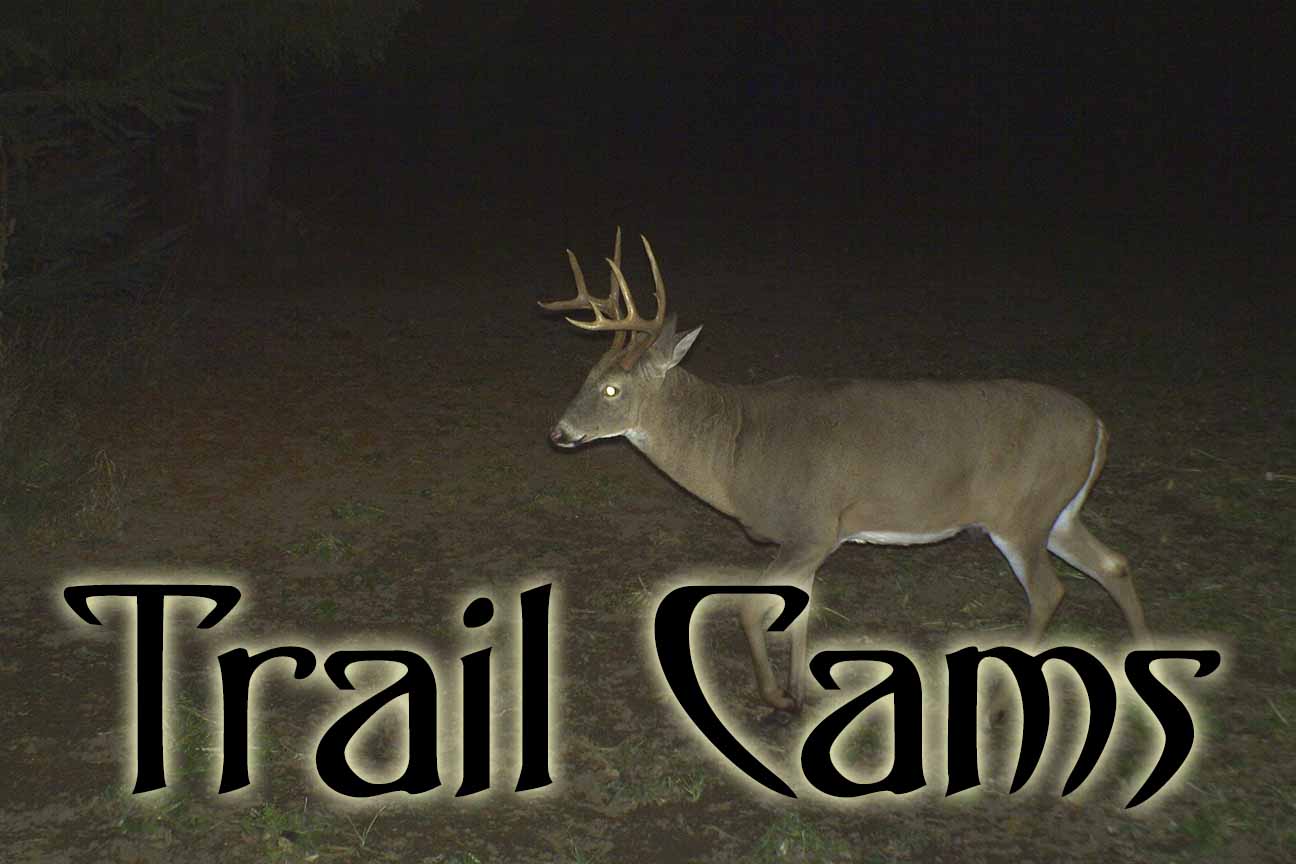 Trail Camera Pictures